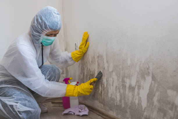 Best Mold Removal for HVAC Installations  in Glens Falls, NY