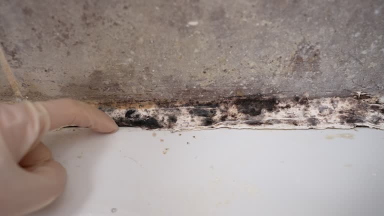 Best Mold Documentation for Insurance Claims  in Glens Falls, NY